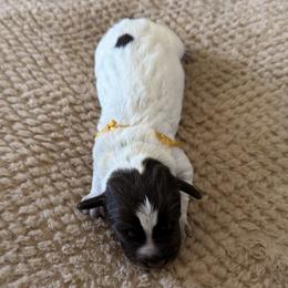 Wirehaired Pointing Griffon Puppies from Idleista Grand Chasseur