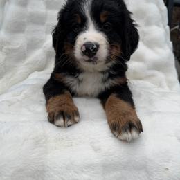 Aladdin - Black rust and white male Bernese Mountain Dog puppy in Carroll County, Virginia from Blue Ridge Bernese