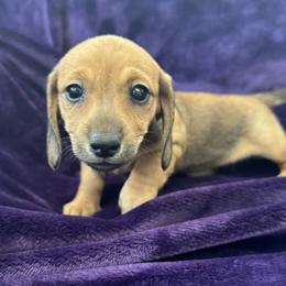 Zuri - Cream female Dachshund puppy in Memphis, Tennessee from River City Doxies