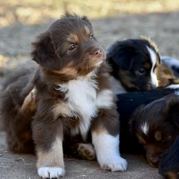 Girl 1 - female Miniature Australian Shepherd puppy in Wichita Falls, Texas from Shooting Stars Ranch Toy and Mini Aussies