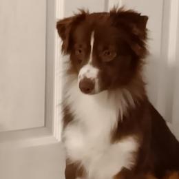 ZOEY - Miniature Australian Shepherd