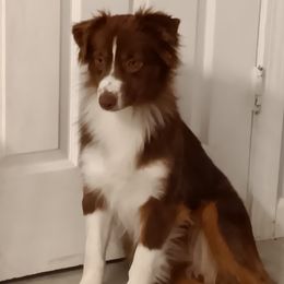 ZOEY - Miniature Australian Shepherd