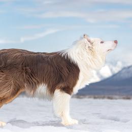 Skor - Border Collie