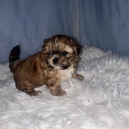 Girl 1 - Gold and white female Shih Tzu puppy in Tenino, Washington from Fantasy Realm Shih Tzus
