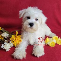 Boy 2 - male Miniature Schnauzer puppy in Fairhope, Alabama from Puppy Sugars Kennels