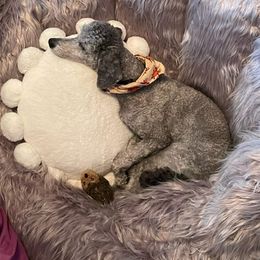 Poodle All Grown Up from Aurak