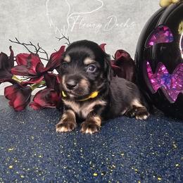 Lock - Black and cream male Dachshund puppy in Martin City, Montana from FleuryDachs