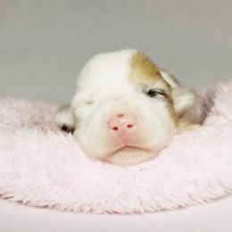 American Corgi and Pembroke Welsh Corgi Puppies from Whimsical Treasure Corgis