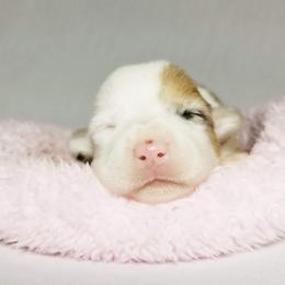 American Corgi and Pembroke Welsh Corgi Puppies from Whimsical Treasure Corgis