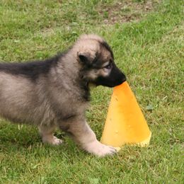 Shiloh Shepherd Puppies from Solace Shilohs