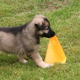 Shiloh Shepherd Puppies from Solace Shilohs
