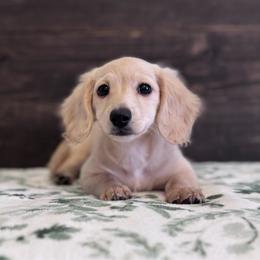 Audrey - Cream female Dachshund puppy in Dothan, Alabama from Little House Pups