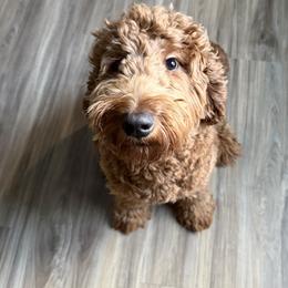 Lola - Goldendoodle