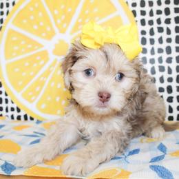 Maggie - male Cavapoo puppy in Rattan, Oklahoma from Double M Cocker Spaniels