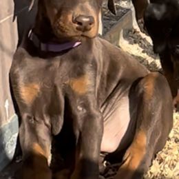 Doberman Pinscher Puppies from Rangewood Kennel