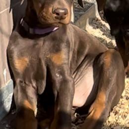 Doberman Pinscher Puppies from Rangewood Kennel