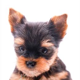 Yorkshire Terrier Puppies from Essence of Grace Yorkies