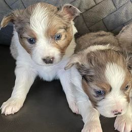 Miniature Australian Shepherds and Toy Australian Shepherds from Leary’s Little Aussies