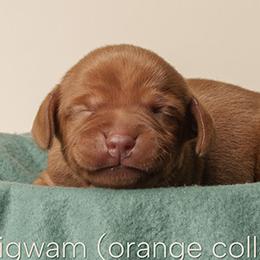 Wigwam (orange collar) - Golden rust female Vizsla puppy in Alvord, Texas from Tequila Kennels