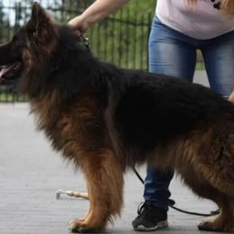 Aslan - German Shepherd