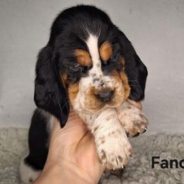 Fancy - Black brown and white female Basset Hound puppy in Mack's Creek, Missouri from Mack's Creek Basset Hounds