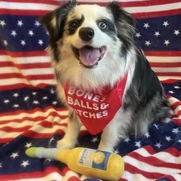 Miniature Australian Shepherd and Toy Australian Shepherd Puppies from Loyal Litters Toy Australian Shepherds