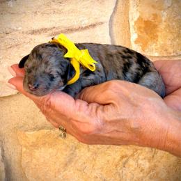 Salem - Blue merle female Aussiedoodle puppy in Midlothian, Texas from Gray Doodles