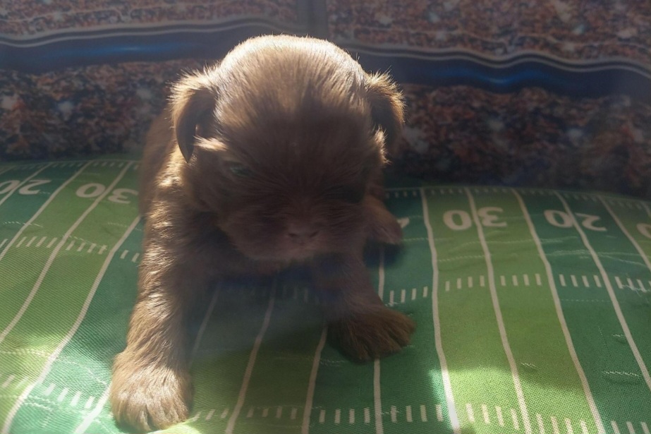 Shih Tzu Puppies from N.F.S.T Imperial ShihTzu Puppies.