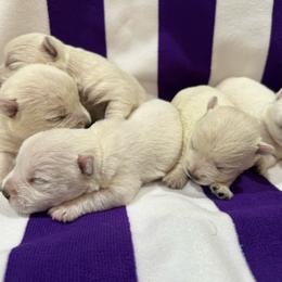 Pippa - White female West Highland White Terrier puppy in Ridgeway, Virginia from Rivers Bend Westies