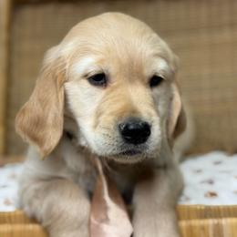 Mr Tan - Golden male Golden Retriever puppy in Tonasket, Washington from Denzil’s Goldens