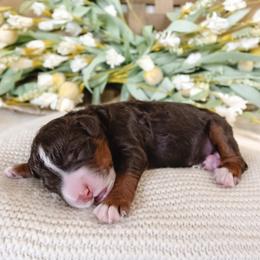 Charles - Tri-color male Bernedoodle puppy in Ammon, Idaho from Little Stone Bernedoodles