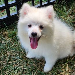 Hudson - White male American Eskimo Dog puppy in Smithton, Illinois from Cortner Farms American Eskimo's