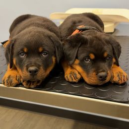 Rottweiler puppies from Rottweiler vom Hause Wolf