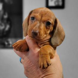 Caramel Cream - Chocolate female Dachshund puppy in Mountain Grove, Missouri from Blueprint K9 Dachshunds- www.BlueprintK9.com