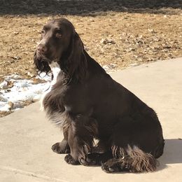 Harrison - Field Spaniel