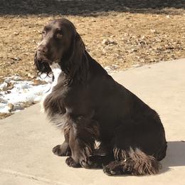 Harrison - Field Spaniel