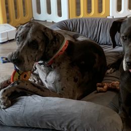 Great Danes from Great Dames with PNW Great Danes
