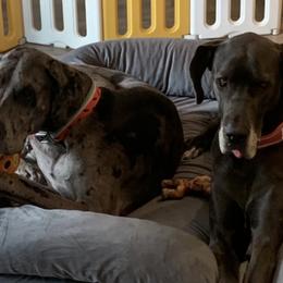 Great Danes from Great Dames with PNW Great Danes