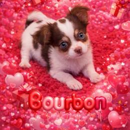Bourbon - Chocolate and white male Chihuahua puppy in Drumright, Oklahoma from Fancy Pants Chihuahua’s