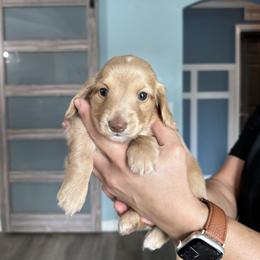 Tinkerbell - Cream female Dachshund puppy in Tampa, Florida from Crosbys Doxies