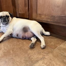 Pug puppies from Sweet Mercy Farm