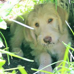 Bernedoodle, Goldendoodle, and Labradoodle Puppies from Doodle Nation