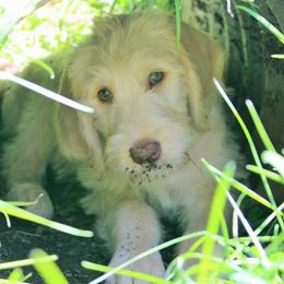 Bernedoodle, Goldendoodle, and Labradoodle Puppies from Doodle Nation