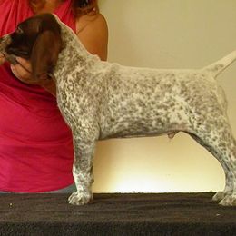German Shorthaired Pointer Puppies from Redrock German Shorthaired Pointers
