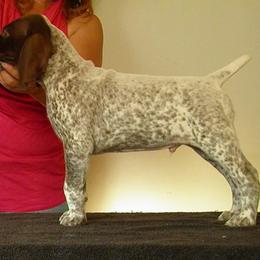 German Shorthaired Pointer Puppies from Redrock German Shorthaired Pointers