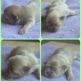 Boy 1 - Lilac male Shih Tzu puppy in Houston, Texas from Shih Tzu Houston