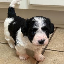 Girl 3 - Black and white female Havanese puppy in Elkins, Arkansas from Havana Knights Havanese