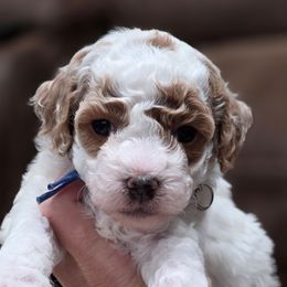 Linus Blue - Parti male Goldendoodle puppy in Vernon, Texas from Sugarland's Texas Goldendoodles