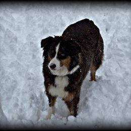Harmony - Australian Shepherd