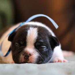Blue Collar - White and brindle male French Bulldog puppy in Wichita, Kansas from Phantasticus French Bulldogs